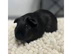 Black Berry, Guinea Pig For Adoption In Oakland, New Jersey