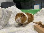 Nova, Guinea Pig For Adoption In Oakland, New Jersey