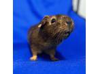 Penny, Guinea Pig For Adoption In Oakland, New Jersey