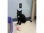 Takeo, Domestic Shorthair For Adoption In Oakland, New Jersey
