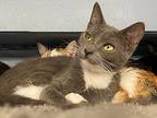 Google, Domestic Shorthair For Adoption In New Richmond, Wisconsin