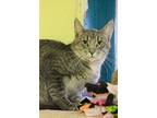 Milan, Domestic Shorthair For Adoption In New Richmond, Wisconsin