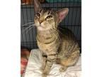 Madison, Domestic Shorthair For Adoption In New Richmond, Wisconsin