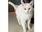 Hermes (shop Cat), Domestic Shorthair For Adoption In Battle Ground, Washington