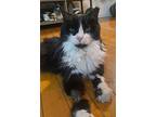 Miss Jones, Domestic Longhair For Adoption In Oakland, New Jersey