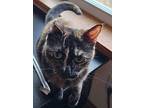 Flower, Domestic Shorthair For Adoption In Los Lunas, New Mexico