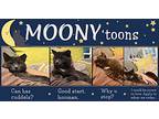Moony, Domestic Shorthair For Adoption In Leesburg, Virginia
