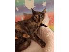 Mai Tai, Domestic Shorthair For Adoption In Goodyear, Arizona