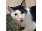 Patches, Domestic Shorthair For Adoption In Palatine, Illinois