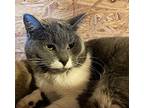 Sara Sweet, Domestic Shorthair For Adoption In Spring Lake, New Jersey