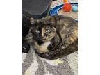 Gia, Domestic Shorthair For Adoption In New Richmond, Wisconsin