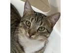 Daisy, Domestic Shorthair For Adoption In Greensboro, Georgia