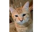 Marion's Kelly, Domestic Shorthair For Adoption In Los Lunas, New Mexico