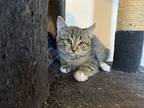 Pierre’s Flower, Domestic Shorthair For Adoption In Los Lunas, New Mexico