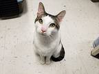 Noah, Domestic Shorthair For Adoption In Oakland, New Jersey