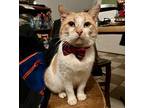 Peter Parker, Domestic Shorthair For Adoption In Palatine, Illinois