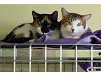 Ms. Callie & Lauren, Calico For Adoption In New Richmond, Wisconsin