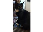 Galaxy, Domestic Shorthair For Adoption In Battle Ground, Washington