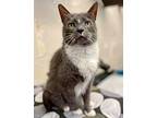 Mirage, Domestic Shorthair For Adoption In New York, New York