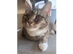 Boomer, Domestic Shorthair For Adoption In Palatine, Illinois