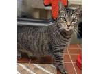 Rebel, Domestic Shorthair For Adoption In New York, New York