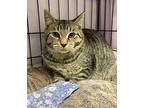 Jax, Domestic Shorthair For Adoption In River Edge, New Jersey