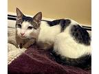 Dixon, Domestic Shorthair For Adoption In River Edge, New Jersey