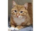 Gary, Domestic Shorthair For Adoption In New York, New York