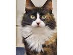 Peaches, Domestic Shorthair For Adoption In New York, New York