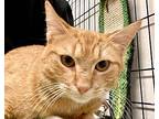 Toulouse, Domestic Shorthair For Adoption In River Edge, New Jersey