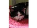Charlie, Domestic Shorthair For Adoption In New Richmond, Wisconsin