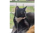 Dianna, Domestic Shorthair For Adoption In Palatine, Illinois
