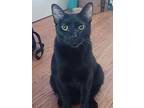 Pea, Domestic Shorthair For Adoption In Palatine, Illinois