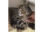 Starling, Domestic Shorthair For Adoption In New York, New York