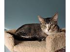 Squirtle, Domestic Shorthair For Adoption In Wilmington, North Carolina