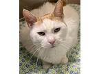 Fontina, Domestic Shorthair For Adoption In New York, New York