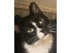 Bullet, Domestic Shorthair For Adoption In Palatine, Illinois