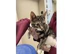 Chickpea, Domestic Shorthair For Adoption In Oakland, New Jersey