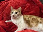 Netty Boy, Domestic Shorthair For Adoption In Goodyear, Arizona