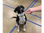 Oreo, Labrador Retriever For Adoption In Tulsa, Oklahoma