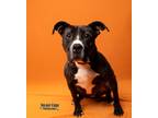 Lavender, American Pit Bull Terrier For Adoption In Kokomo, Indiana