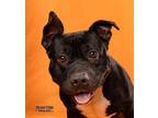 Rupert, American Pit Bull Terrier For Adoption In Kokomo, Indiana