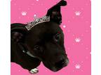 Princess, American Pit Bull Terrier For Adoption In Kokomo, Indiana