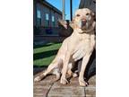 Bosco, Labrador Retriever For Adoption In Payson, Arizona