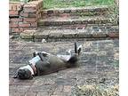 Bogie, American Pit Bull Terrier For Adoption In Birmingham, Alabama