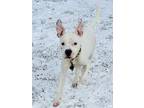 Blanco, American Pit Bull Terrier For Adoption In Kokomo, Indiana
