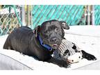 Nevada, Labrador Retriever For Adoption In Spring Lake, New Jersey