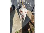 Noel Joy, Labrador Retriever For Adoption In Torrance, California