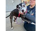 Lizzie, American Staffordshire Terrier For Adoption In New York, New York