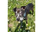 Sherman, American Staffordshire Terrier For Adoption In New York, New York